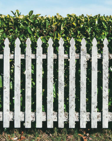 Hedge Cropped