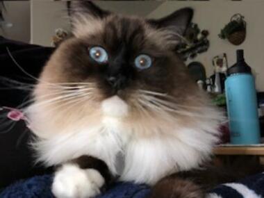 Figaro