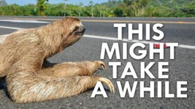 Sloth