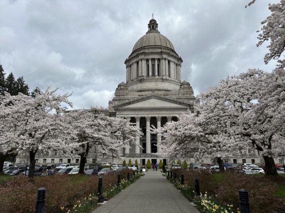 Capitol cherries