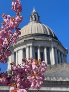 Capitol floral