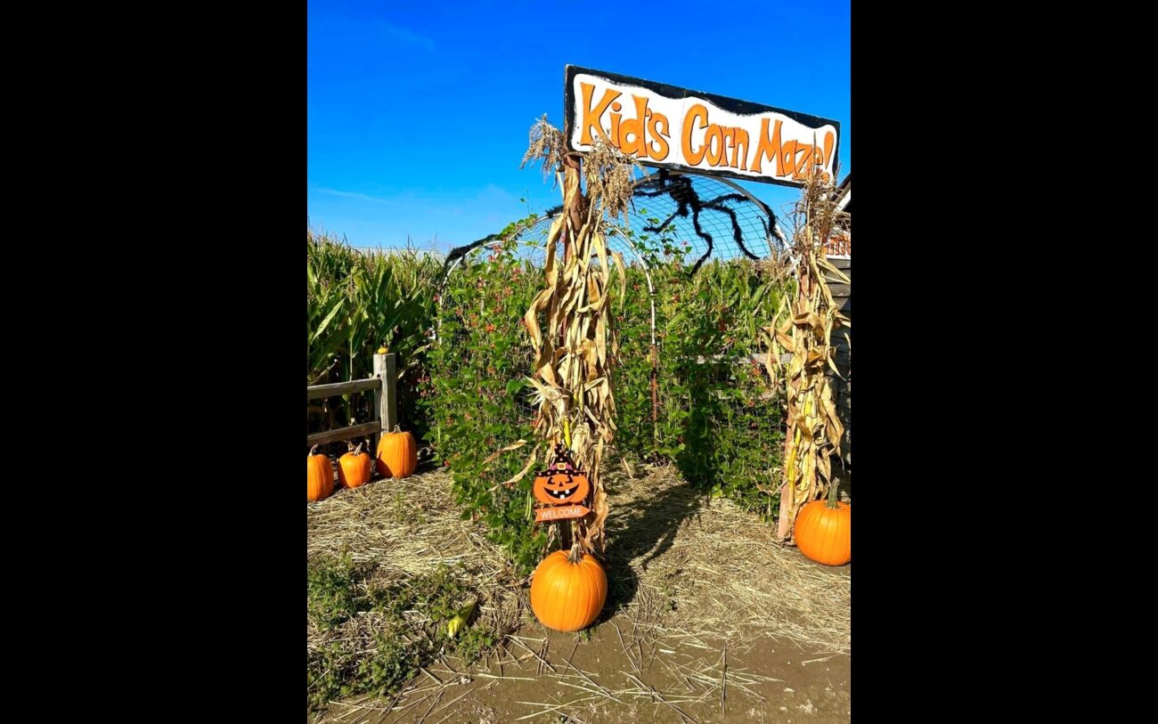 Corn maze
