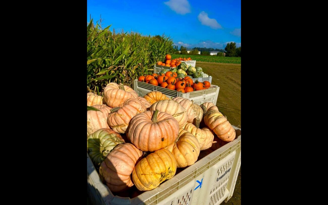 Pumpkins in boxes