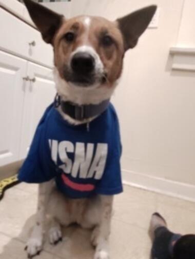 Whatcom public health dogs are union strong 1