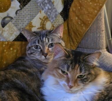Saras Cats